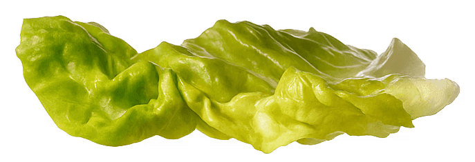 Lettuce